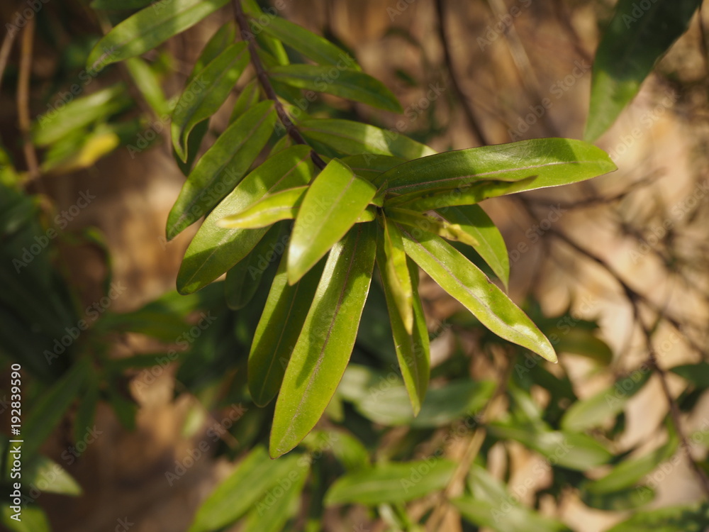 Obraz premium OLYMPUS DIGITAL CAMERA