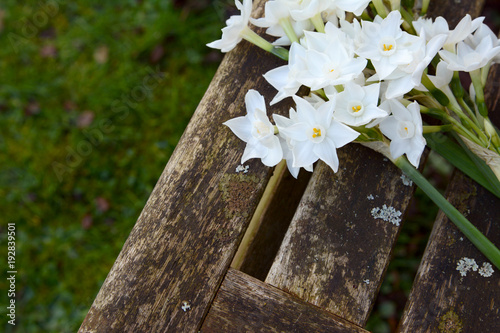 Fototapeta Naklejka Na Ścianę i Meble -  White narcissi flowers on a wooden garden seat