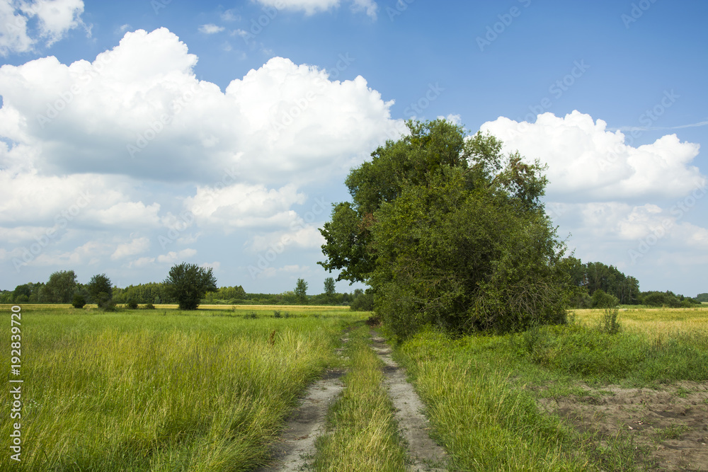 Naklejka premium Country road, meadow and trees