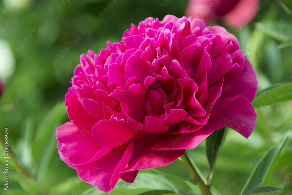 Fresh beautiful pink peony flower on the green background