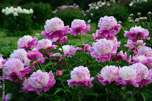 Many beautiful fresh pink peony flowers on the green background