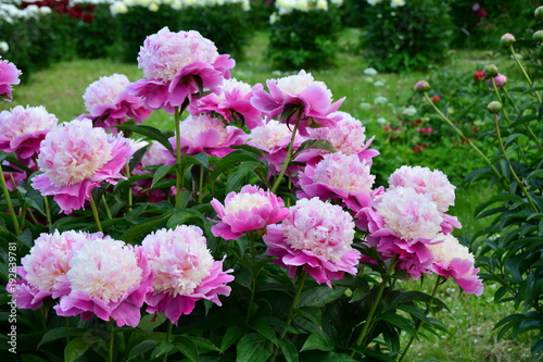 Fototapeta Naklejka Na Ścianę i Meble -  Beautiful fresh pink peony flowers on the green background