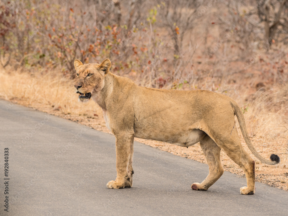Naklejka premium Natura