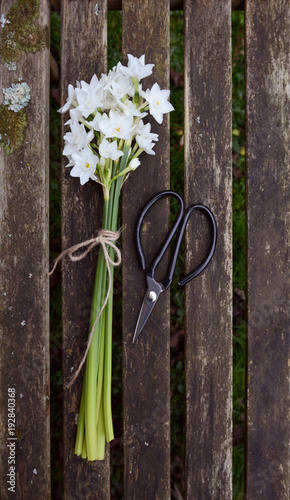 Fototapeta Naklejka Na Ścianę i Meble -  Narcissus flowers tied with twine, next to scissors