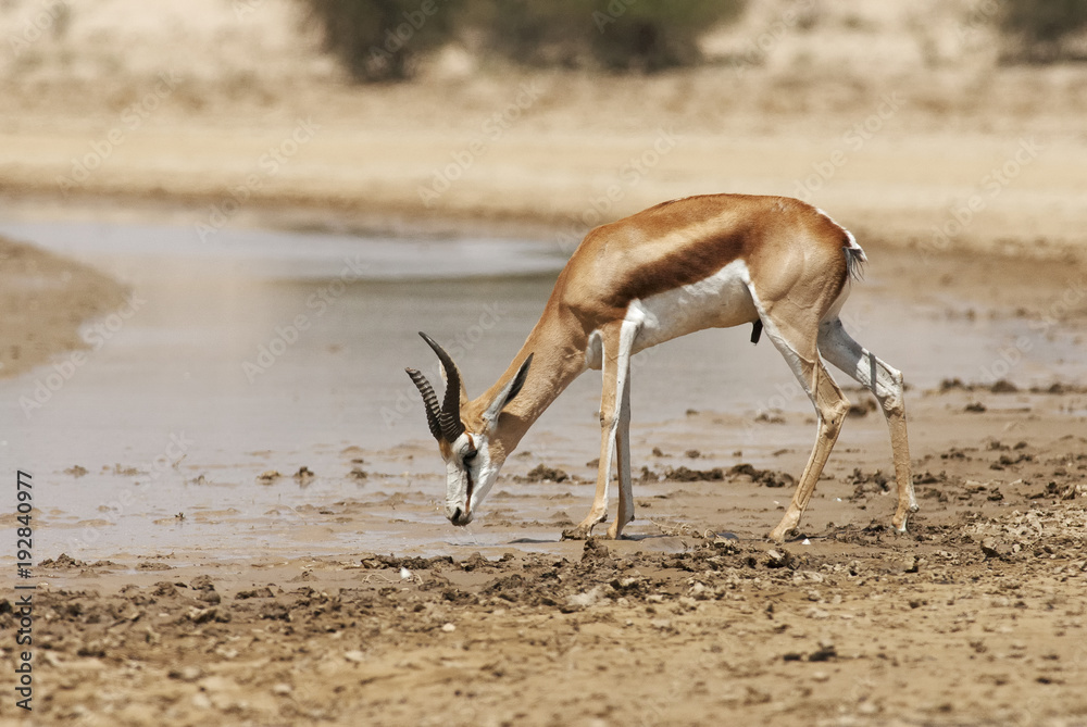 Obraz premium Springbok, Antidorcas marsupialis, Kgalagadi Transfrontier Park, Kalahari desert, South Africa