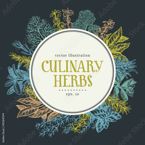Hand drawn frame with culinary herbs and spices. Vector background for design menu, packaging, recipes, label, farm market products. Hand drawn vintage illustration. Botanical banner template.