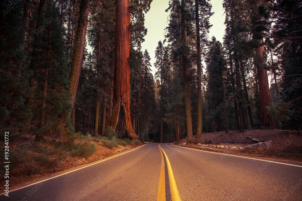 Fototapeta premium California Sierra Nevada Road