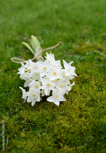 Fototapeta Naklejka Na Ścianę i Meble -  Spring bunch of white narcissus blooms