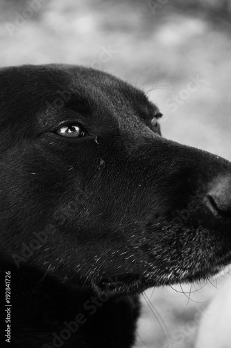Labrador