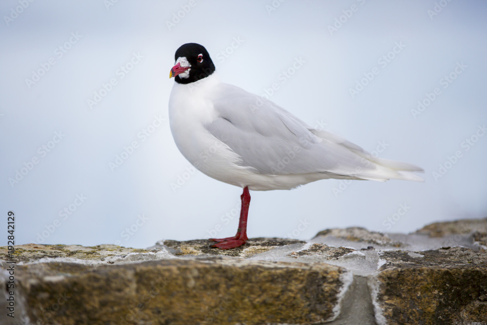 La Mouette Rieuse Qui Pose Pour La Photo Stock Photo Adobe Stock