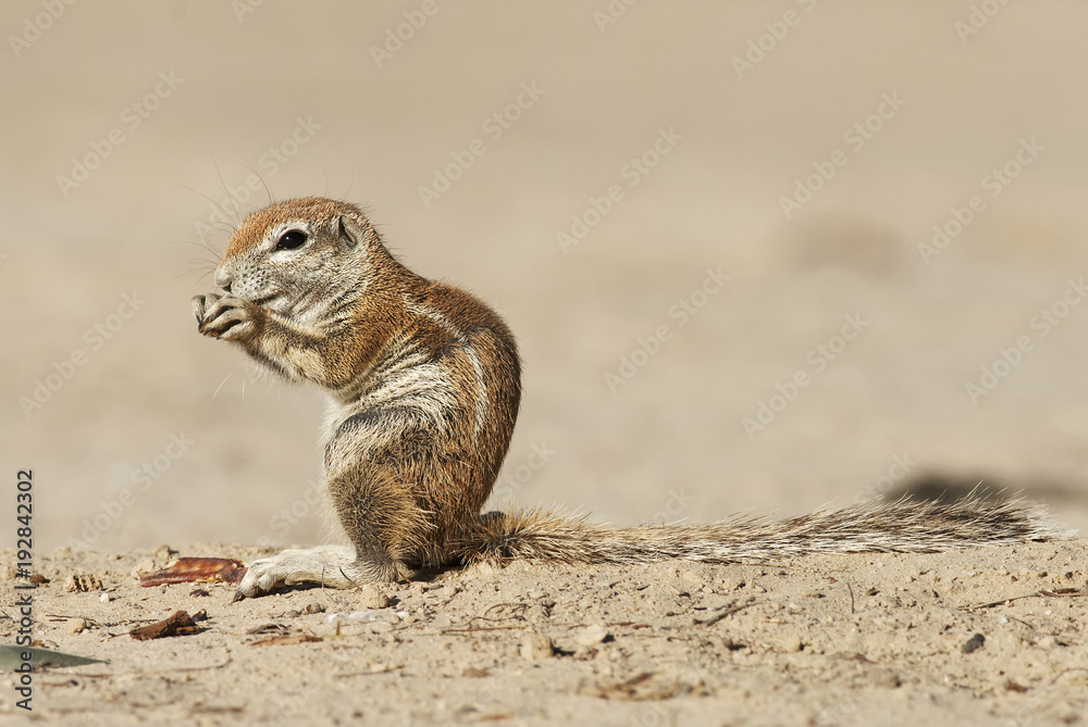 Cape Ground Squirrel, Xerus inauris, Kgalagadi Transfrontier Park, Kalahari desert, South Africa Cape Ground Squirrel, Xerus inauris, Kgalagadi Transfrontier Park, Kalahari desert, South Africa