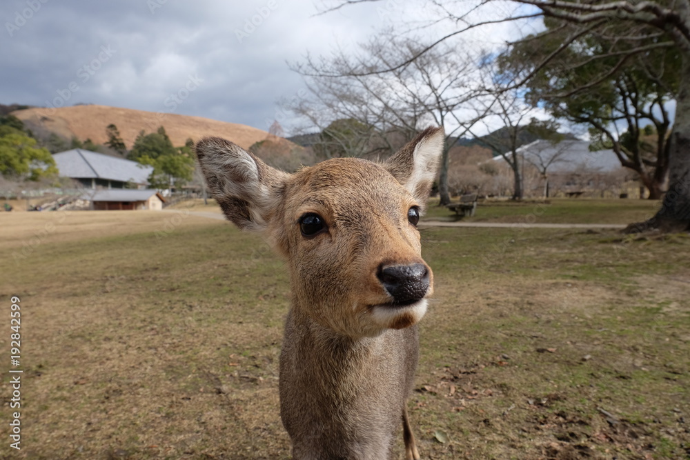 Obraz premium Japan Trip 