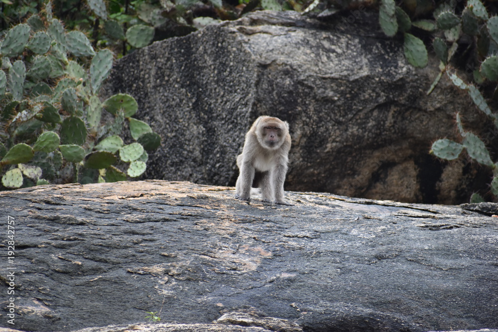 Closeup of a wild monkey sitting on a stone at the monkey mountain Khao Takiab in Hua Hin, Thailand, Asia