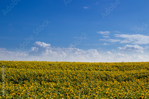 maui sunflower field © retbool