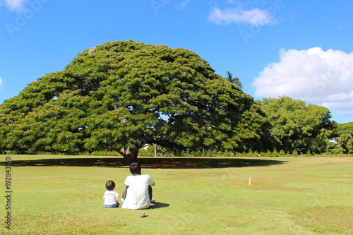 この木なんの木