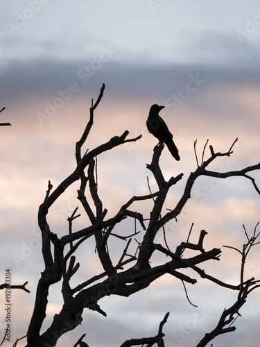 Crow Stands Gracefully on The Top of Branches