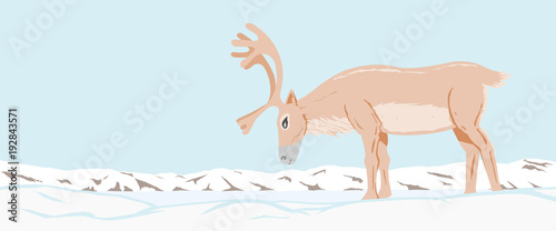 Northern deer. The reindeer graze in the snow-covered tundra. Polar landscape.