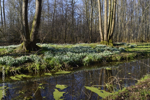 Millionen Schneeglöckchen (Galanthus) im Naturpark Schwalm-Nette