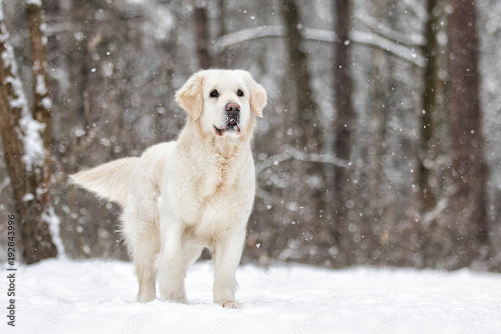 golden retriever dog in winter park