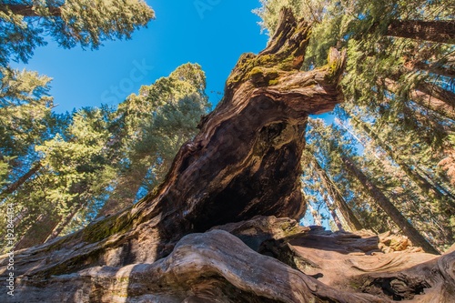 Fallen Giant Sequoia Tree © Tomasz Zajda