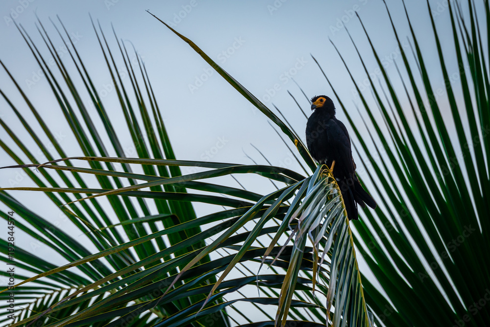 Obraz premium Black Caracara in Surinam