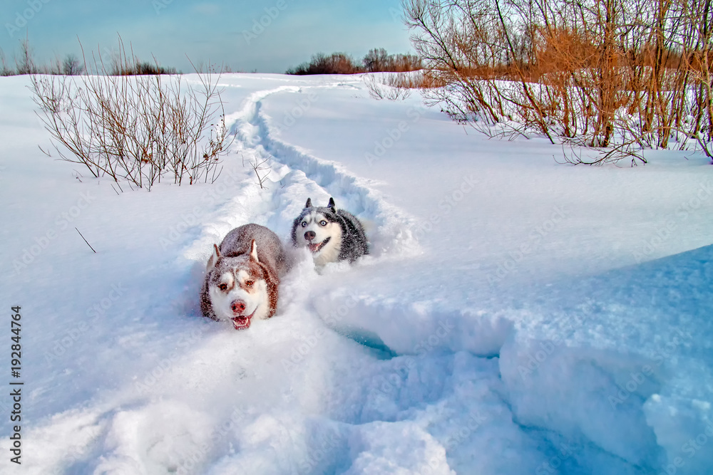 Walk with loved pets. Siberian husky playing on winter walk. Husky dogs run in snow. Walk with loved pets. Siberian husky playing on winter walk. Husky dogs run in snow.