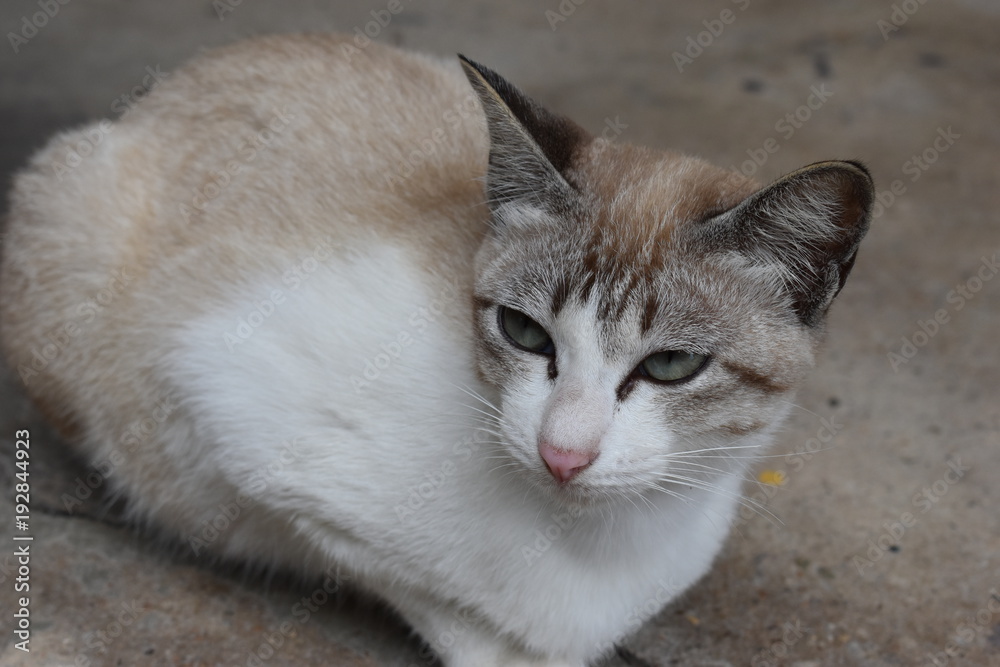 Closeup of a white cat in Thailand, Asia