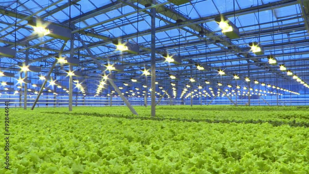 Cultivation of greens and vegetables in a greenhouse. Cultivation of greens and vegetables in a greenhouse.
