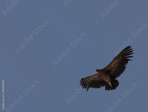Condor flying  in Peru