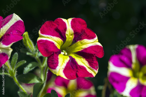 Maroon white petunia flowers