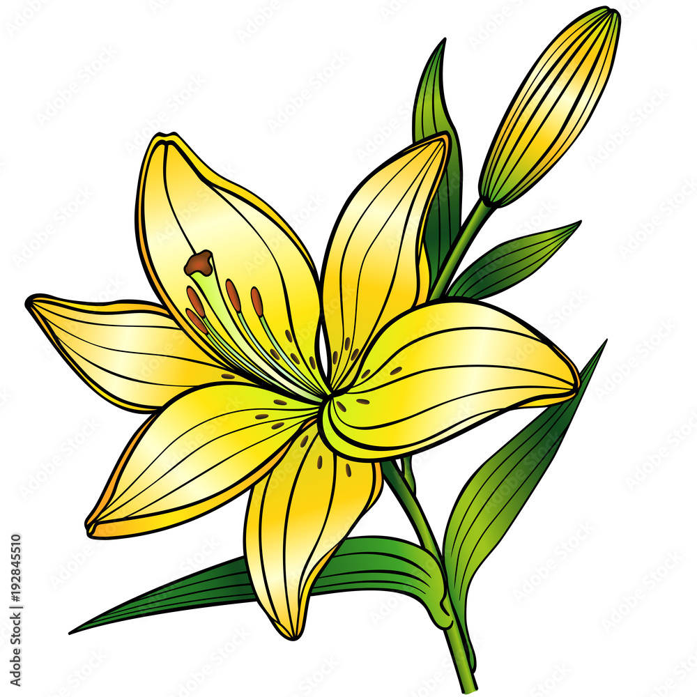 Lily Flower Drawing Illustration. Black and White with Line Art. Stock  Vector - Illustration of doodle, floral: 114949349
