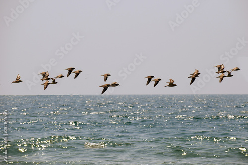 birds on sea