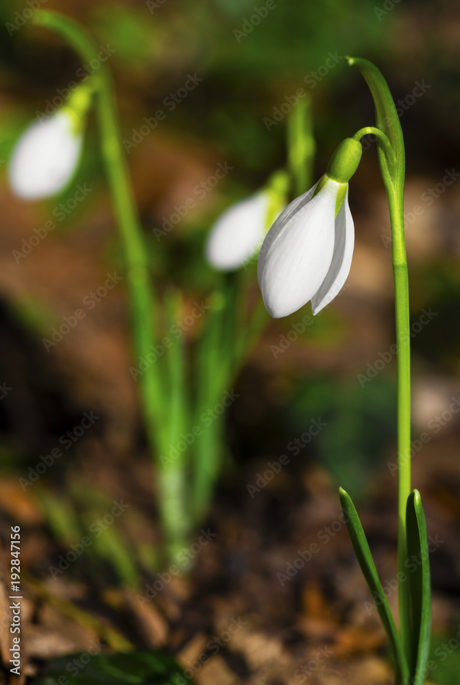 Beautiful snowdrop flowers closeup Beautiful snowdrop flowers closeup