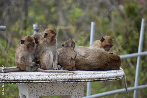 Closeup of a cute monkey family sitting on a table at the monkey mountain Khao Takiab in Hua Hin, Thailand, Asia