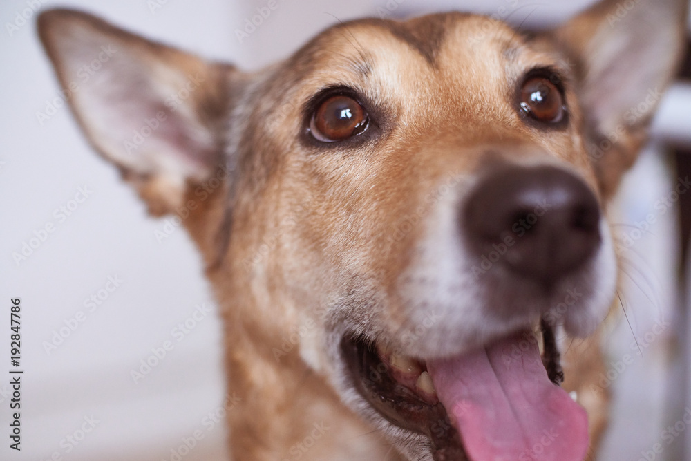 cheerful dog portrait with sharpness in front of eyes. cheerful dog portrait with sharpness in front of eyes.