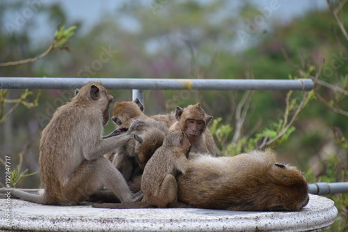 Closeup of a cute monkey family sitting on a table at the monkey mountain Khao Takiab in Hua Hin, Thailand, Asia © places-4-you