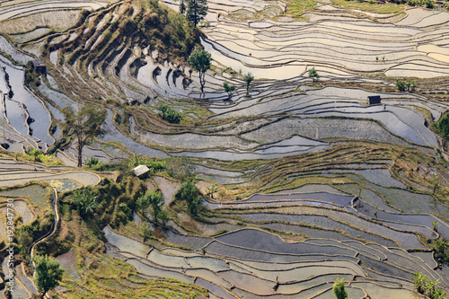 Paddy fields, Rice terraces. In Yunnan province China photo