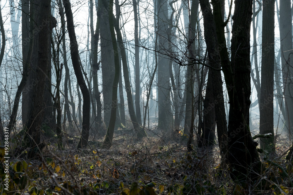 Moody misty forest