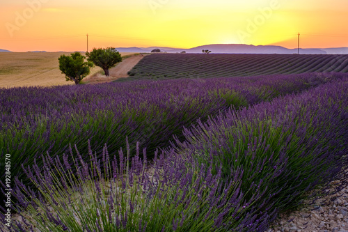 Champ de lavande, coucher de soleil. Plateau de Valensole, Provence, France.