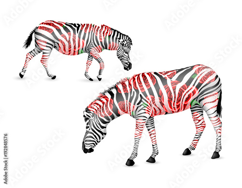 Zebra striped  black and white with red roses.  Zebra walking and bend down.  Wild animal texture. Illustration isolated on white background.