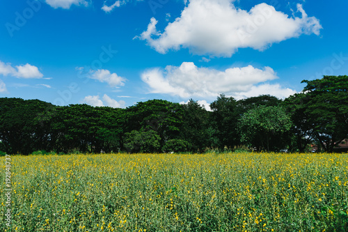 Sunhemp flowers field in the countryside.