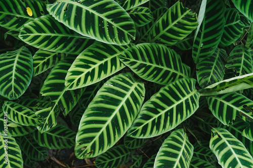 Green leave (Calathea zebrina) textured background. photo
