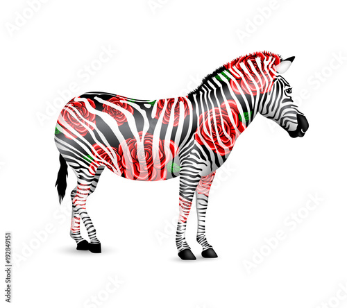 Zebra striped  black and white with red roses.  Zebra walking and bend down.  Wild animal texture. Illustration isolated on white background.