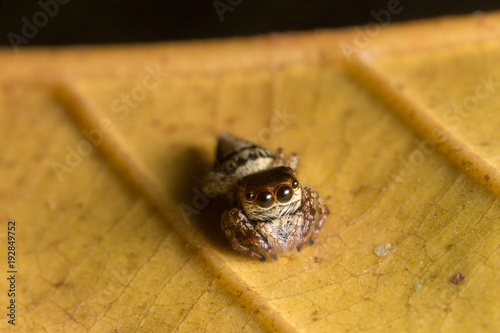 Macro jumping spider on yellow dry leaf
