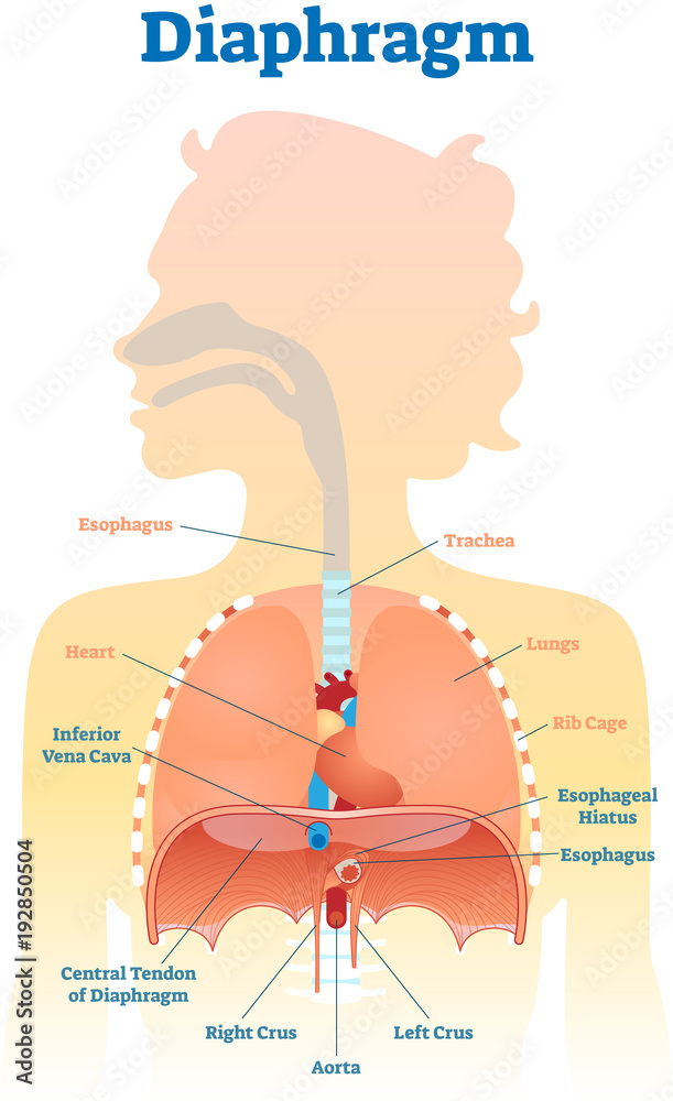 Diaphragm anatomical vector illustration diagram, educational medical