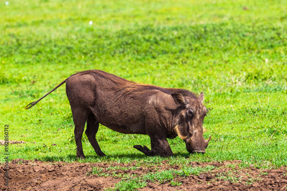 Warthogs in Ngorongoro Conservatio Area, Tanzania. Warthogs in Ngorongoro Conservatio Area, Tanzania.