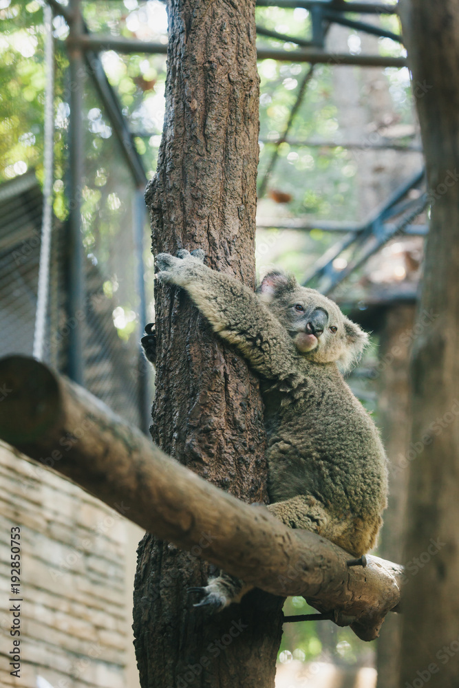 Koala on tree branch in the zoo. Koala on tree branch in the zoo.