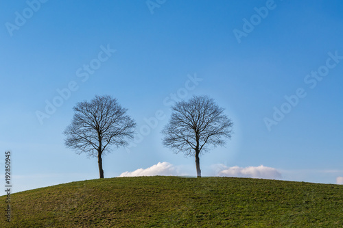 Bäume uu dem Hügel photo