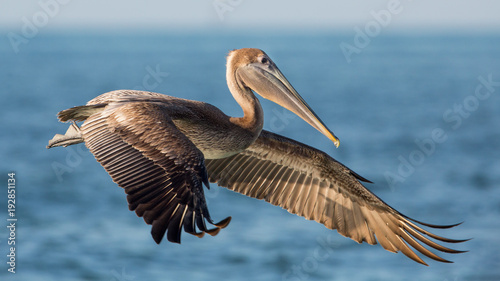 Brown pelican in flight (Pelecanus occidentalis), Estero Lagoon, Florida photo