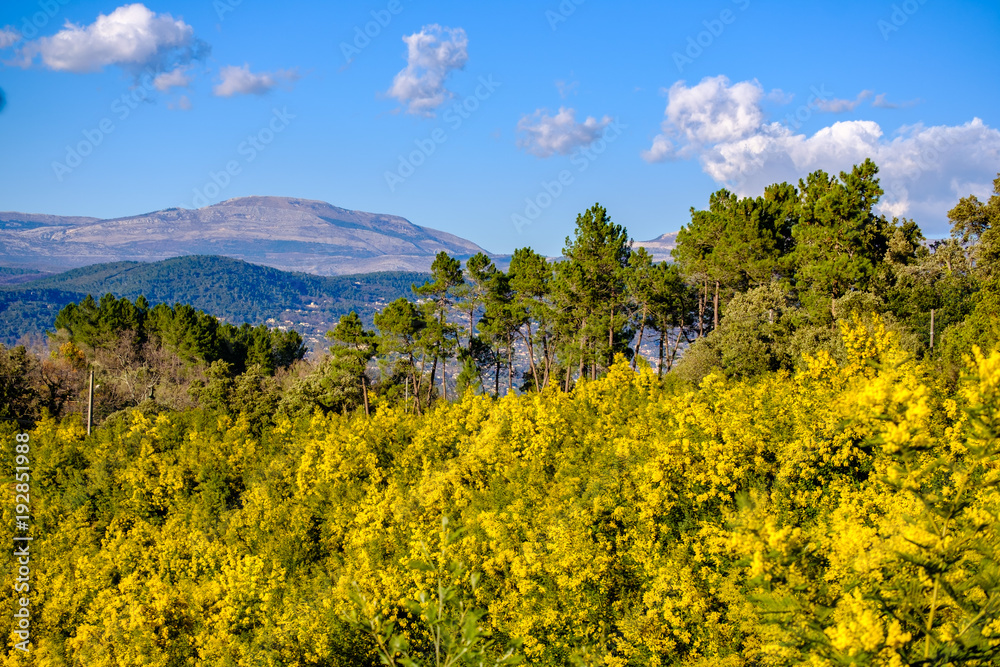 Vue panoramique sur le massif de Tanneron, arbres de mimosa en fleurs, Provence, sud de France.